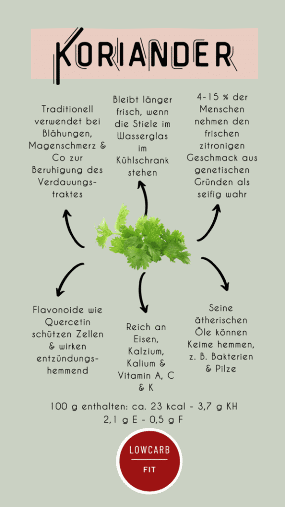 Infografik über Koriander mit frischem Koriander in der Mitte