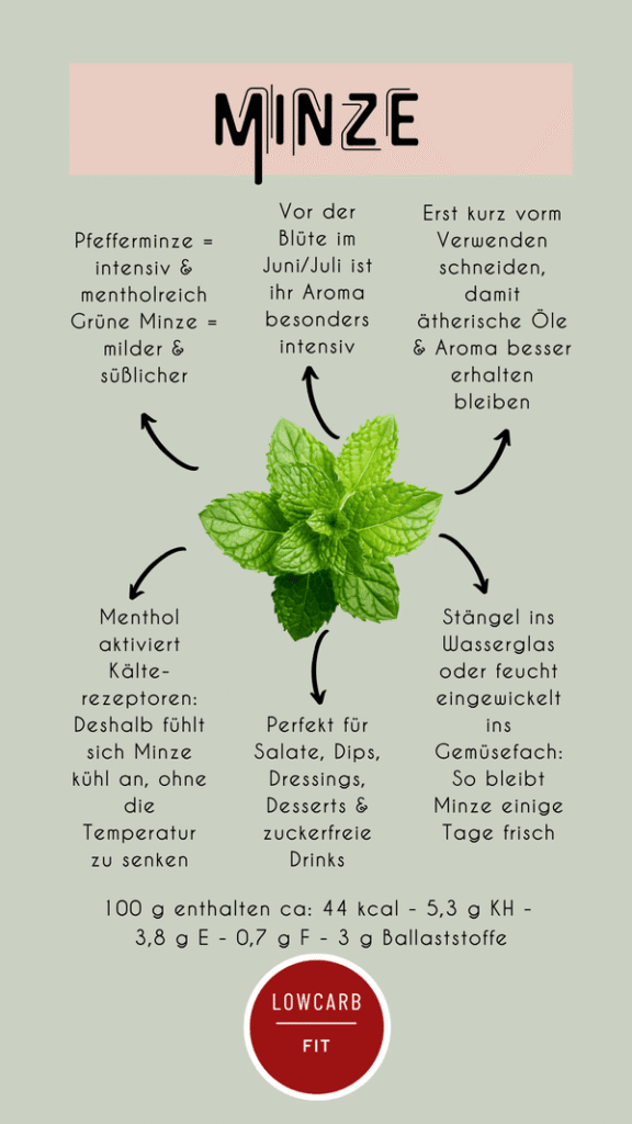 Infografik über Minze mit ein paar Blättern Pfefferminze in der Mitte