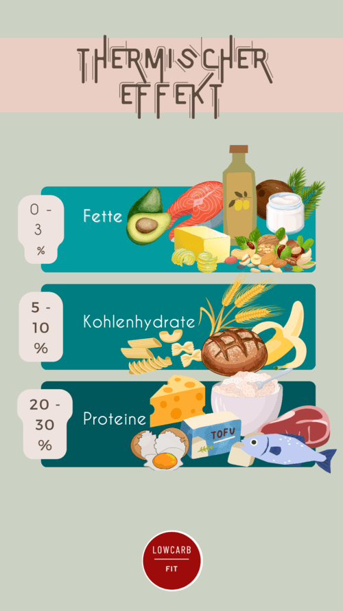 Infografik über den thermischen Effekt von Nahrung gegliedert nach Fetten, Kohlenhydraten und Proteinen